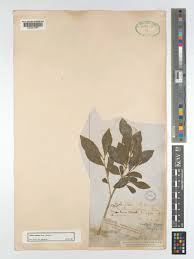 Image result for Olinia chimanimani