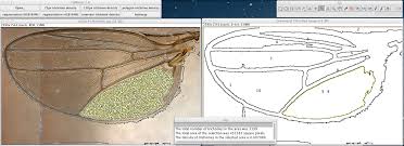 Fijiwings Imagej
