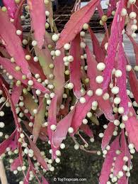 Image result for Rhipsalis