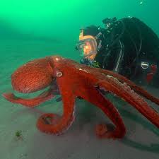 Ever Wonder How Many Octopuses Live In Puget Sound Us Too That S Why The Annual Octopus Survey Is So Important T Seattle Aquarium Octopus Puget Sound