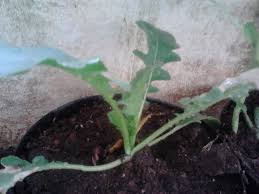 Namun, ternyata sayuran ini juga memiliki banyak manfaat bagi kesehatan. Menanam Lobak Putih Ayo Berkebun Di Sekitar Rumah