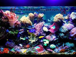 Glenmarie shah alam company of toys, glenmarie shah alam company list, glenmarie shah alam company directory, holiday inn glenmarie. Zarifah Aquarium Home Facebook