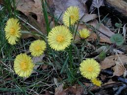 All varieties have been preserved to ensure they will not wilt in the same way living plants would. Field Biology In Southeastern Ohio Early Spring Wildflowers