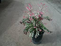 Image result for Breynia disticha