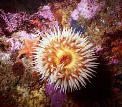 Fish Eating Sea Anemone Sea Anemone Anemone Sea