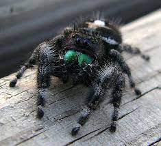 And now i had two black fuzzy spiders with white dots on there backs if you want to get rid of spiders, the best way is to stop feeding them. Bold Jumping Spiders The Infinite Spider