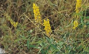 Image result for Crotalaria trichotoma