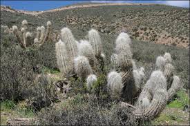 I was told you guys need to see this. The Cacti Of Franz Meyen From His Around The World Voyage 1830 1832