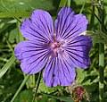 Image result for Geranium mlanjense