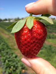 Strawberry Picking Florida Strawberry Growing Organic Strawberries Strawberry Picking