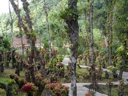 jardin de balata martinique