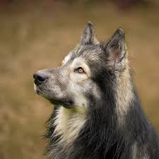 Thursday we arrived in Calais then tripped up to Belgium! Unfortunately I  didn't get many photos or vids