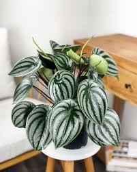 Image result for Peperomia molleri
