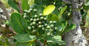 Image result for Psychotria palustris