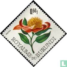 Image result for Protea argyrea