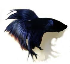 Spring Cleaning The Feng Shui Aquarium Betta Fish Care Betta Fish Betta Betta Fish Care