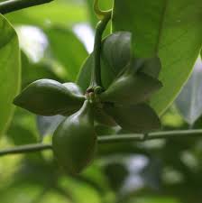 Image result for Artabotrys