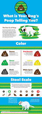 Dog Diarrhea Causes And Treatment Video Article And Infographic Petmd