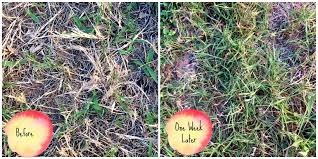 Cheap Safe And Incredibly Effective Homemade Lawn Food