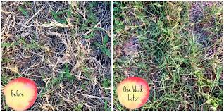 Fungus is a common lawn problem, although different types of fungus have different symptoms. Cheap Safe And Incredibly Effective Homemade Lawn Food