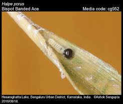 Name of kit immunofiltration* hiv tridot. Halpe Porus Bispot Banded Ace Butterflies Of India