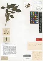 Image result for Sclerochiton vogelii