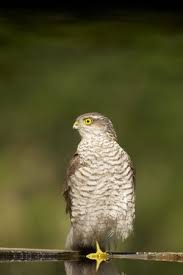 Greifvogel In Deutschland Erkennen Unterscheiden Und Schutzen Vogel Im Garten Sperber Greifvogel