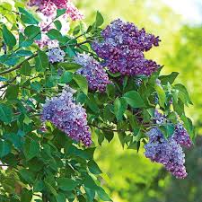 Both male and female plants needed for fruit display. Syringa Vulgaris President Lincoln White Flower Farm