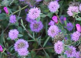 Image result for Landolphia villosa