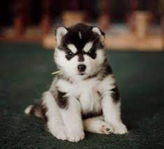 Submitted 3 years ago * by iamespada. 37 Ide Anjing Husky Anjing Husky Anjing Siberian Husky
