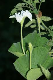 Image result for Eureiandra sp. A