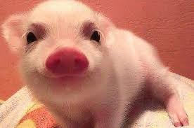 This Baby Pig Dancing To Rihanna S Work Is Everything Porcos Fofos Porcos De Estimacao Filhote De Porco