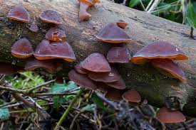 Jelly fungus — noun any fungus of the order tremellales or auriculariales whose fruiting body is jellylike in consistency when fresh • hypernyms: Guide To Identifying Tree Fungus And The 3 Most Common Types Earthpedia Earth Com