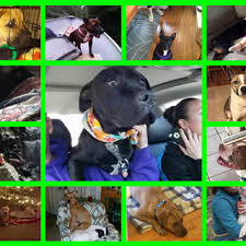 A Cry For Help Destiny S Road Animals Rescue Is An All Volunteer Group Focused On Rescuing Animals From High Kill Shelters Hoardi Animal Rescue Puppy Mills Animals