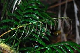 Image result for Lomariopsis guineensis