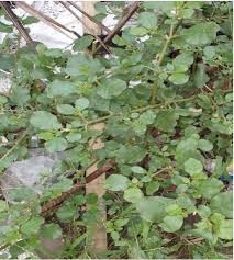 Image result for Trianthema