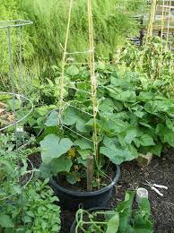 Now is a great time to plant cucumbers! 120 Cucumber Trellis Ideas Cucumber Trellis Trellis Garden Trellis