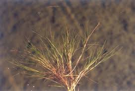 Image result for Secamone filiformis