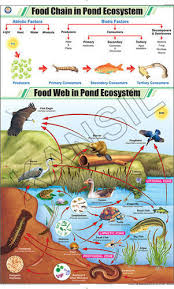 Food Chain In Pond Ecosystem For General Chart