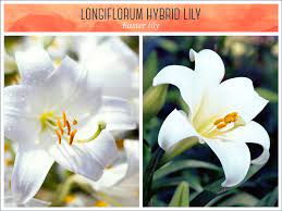 E) red lily flower types: Types Of Lilies A Visual Guide Ftd Com