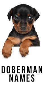 Perfect puppy in 7 days book. Doberman Names 100 S Of Awesome Ideas For The Perfect Puppy Name Puppy Names Doberman Dogs Dog Names