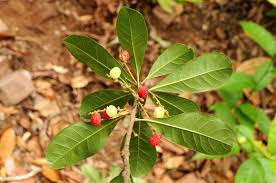 Image result for Myricaceae