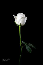 Solo Solo White Rose Shoot In Studio Light Love Rose Flower Beautiful Roses Dark Green Aesthetic