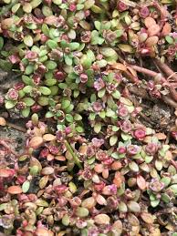 Image result for Elatine