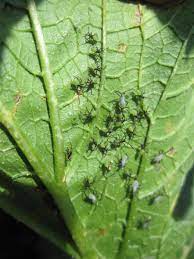 Courgettes) or baby marrow (cucurbita pepo) is a summer squash. Vegetable Squash Bug Umass Center For Agriculture Food And The Environment
