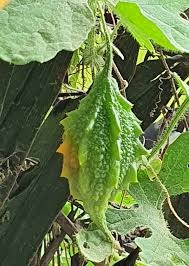 Image result for Momordica balsamina