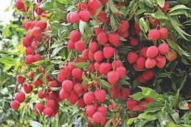 C Letchis Fruits De Noel 018 Jpg 640 427 Fruits De Noel Litchi Fruit Fruits