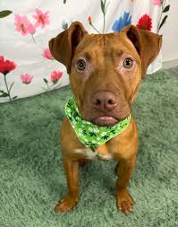 Ohio Animal Rescues #2