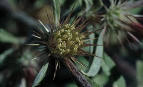 Image result for Dicoma anomala