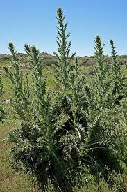 Image result for Berkheya spekeana